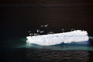 Arctic Birds on an Iceberg Greenland  